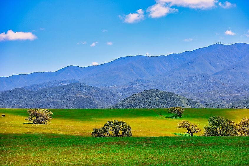 Spring in Santa Ynez California