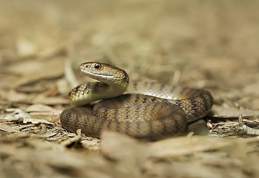 Rough scaled snake (Tropidechis carinatus)