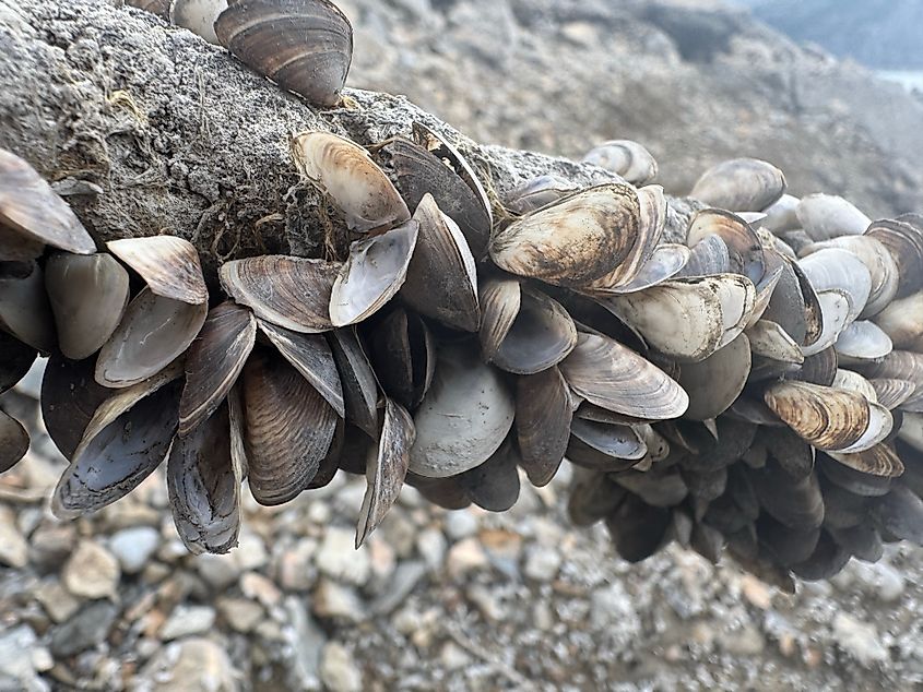 zebra mussels attached to a log.