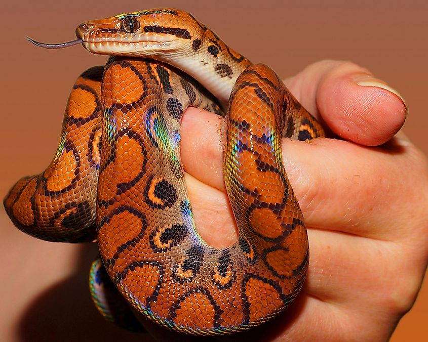 Brazilian Rainbow Boa