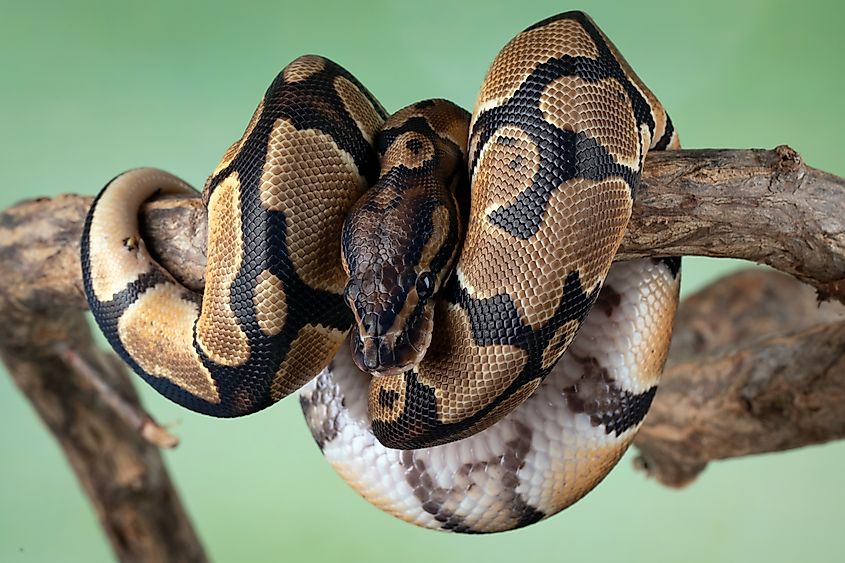 The Ball Python