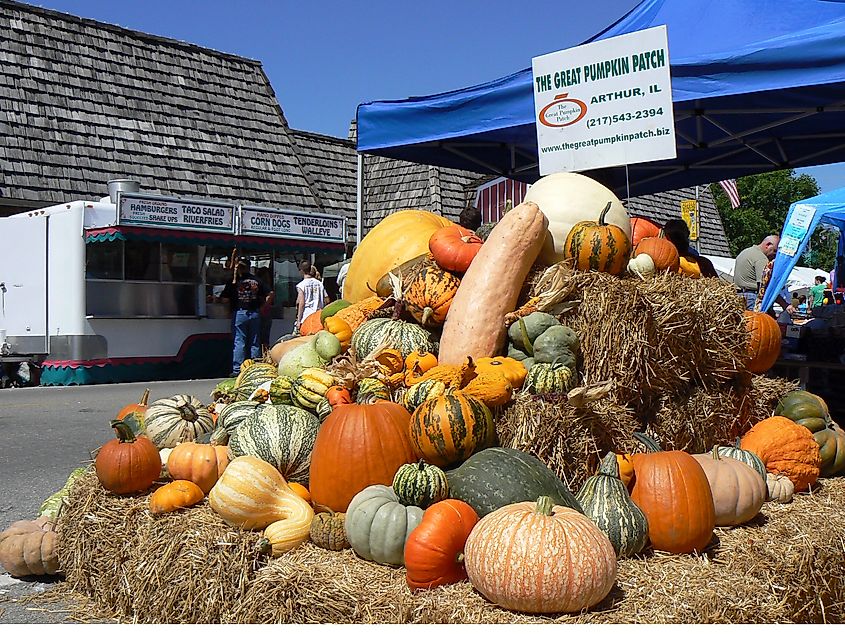 Great Pumpkin Patch in Arthur, Illinois.