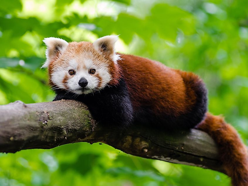 Red pandas are prized residents of the Brandywine Zoo.