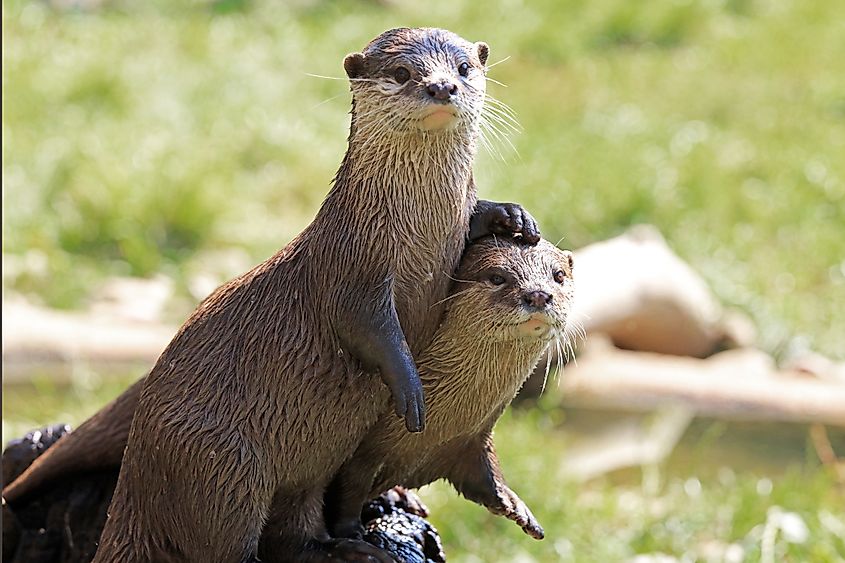 Pair Of River Otters.