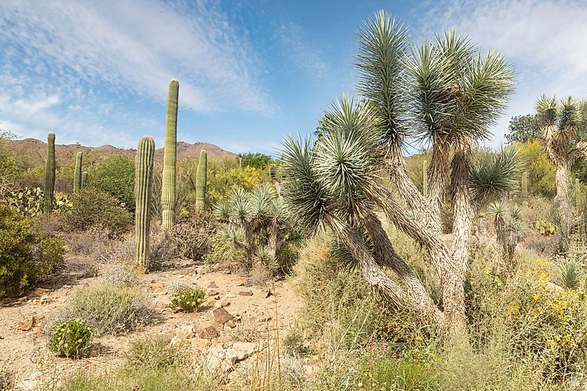 Yucca brevifolia (Joshua tree)