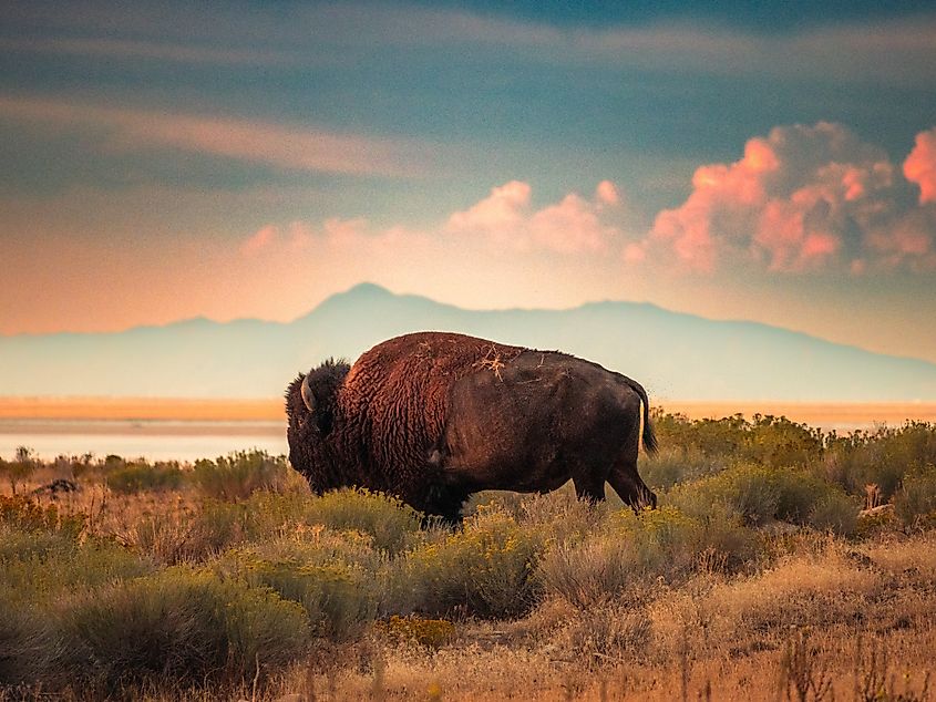 Bison on Antelope Island, with the Great Salt Lake and mountains in the background.