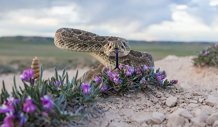 Closeup of a Prairie Rattlesnake.