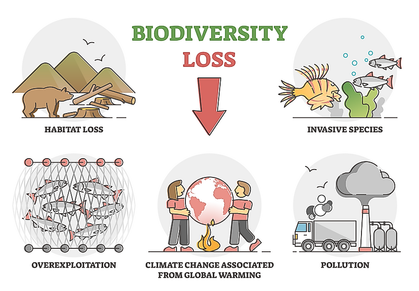 Why Is Biodiversity Critical To Life On Earth 2022 