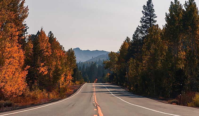 A deserted highway leads through an Autumn forest in Hope Valley, California in the Sierra Nevada Mountains.