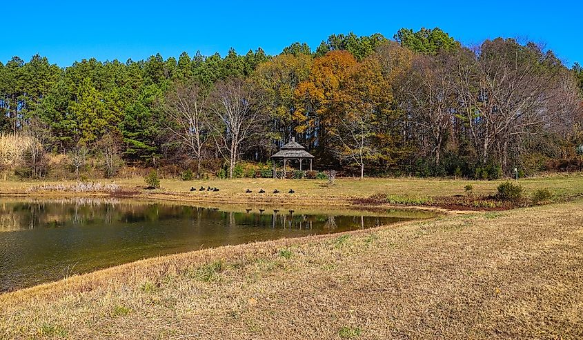 A brown wooden gazebo surrounded by a gorgeous autumn landscape with yellow autumn grass and autumn colored trees and plants near the lake at Daniel Stowe Botanical Garden in Belmont North Carolina