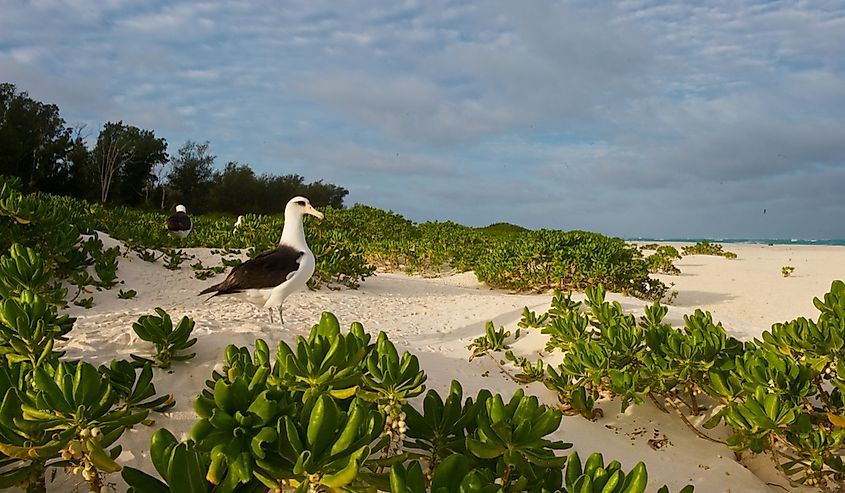 Approximately 70% of the Laysan albatross population resides on Midway Atoll.