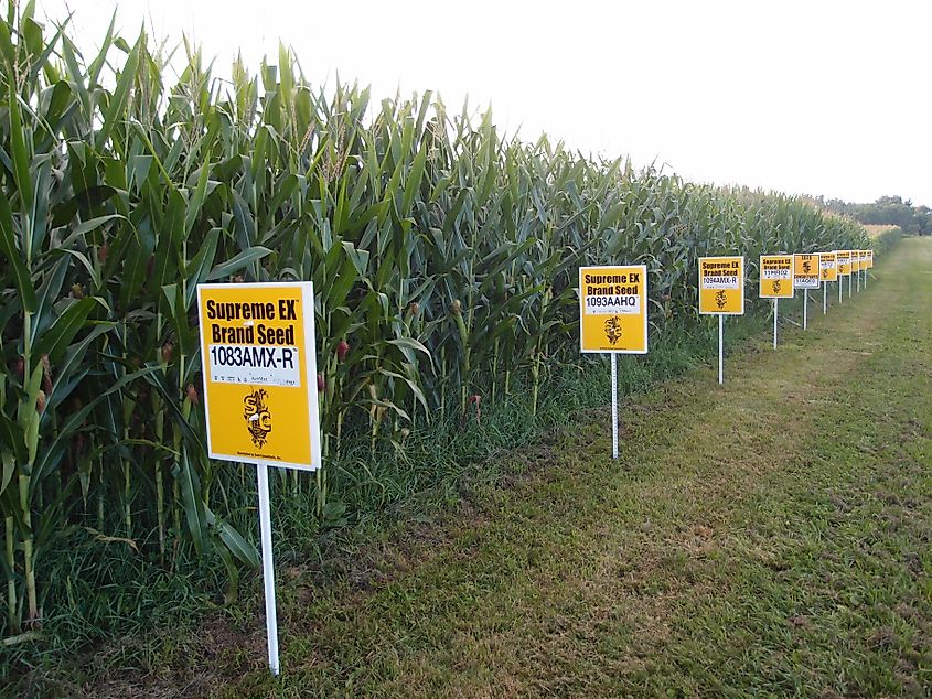 Bright purple corn tassels in Yellow Springs, Ohio