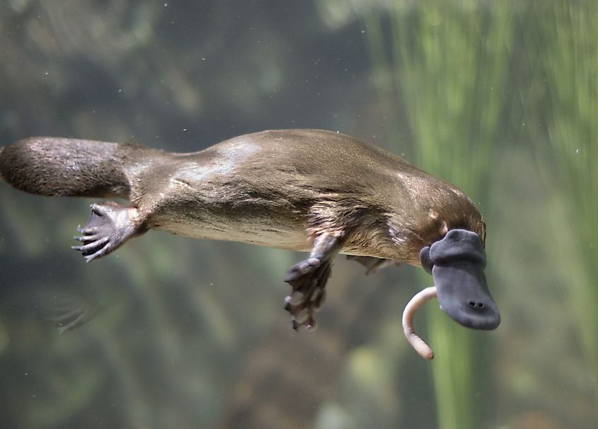The platypus has an unusual collection of features.