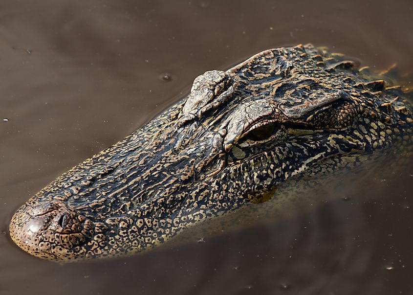 Alligator at San Bernard National Wildlife Refuge, Texas