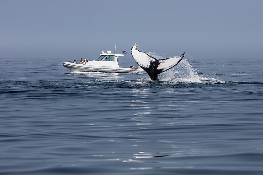 Whale watching 