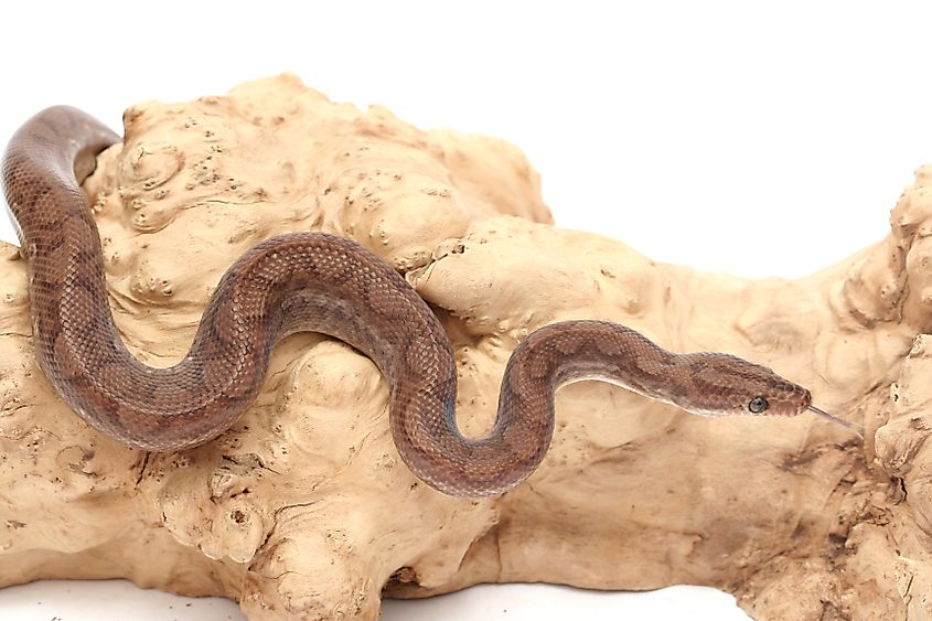 A Columbian rainbow boa.