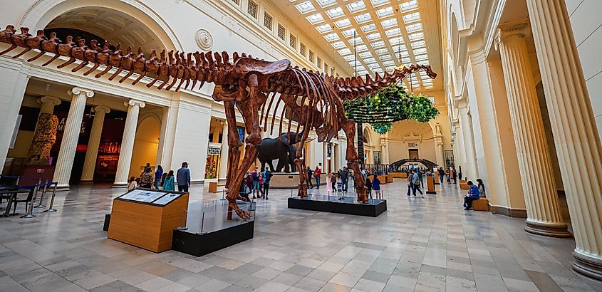 A large titanosaur skeleton in Chicago, Illinois.