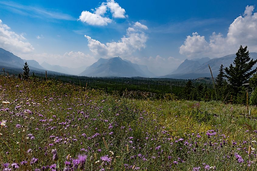 A wildflower meadow above Divide Creek in Glacier National Park. 