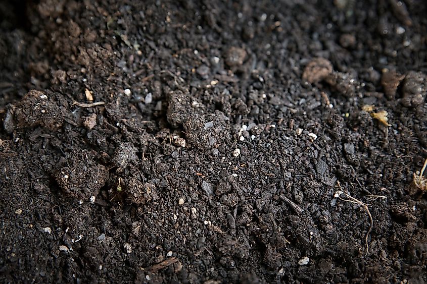 View of Terra preta.