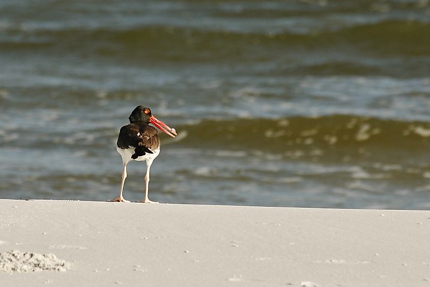 An American oystercatcher along the shore in the Gulf Islands National Seashore.