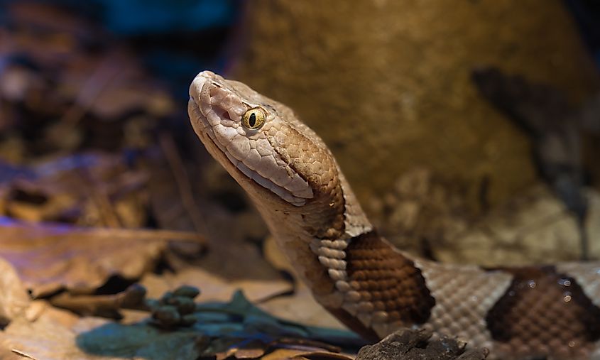 A copperhead snake amid leaf litter