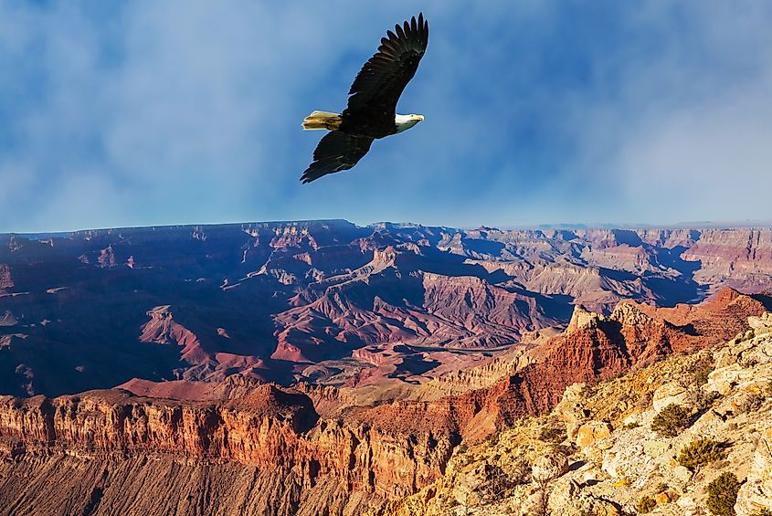 An American bald eagle soaring above the Grand Canyon of Arizona.