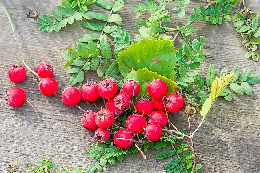 Mayhaws ripening on the branch.