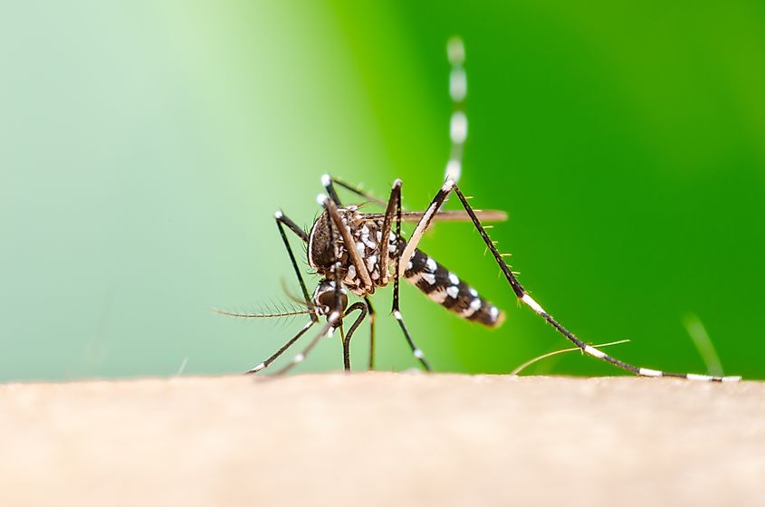 A mosquito biting through the skin.