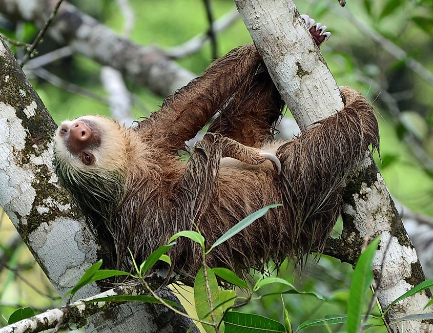 A two-toed sloth (Choloepus hoffmanni) at La Selva Biological Station, Sarapiqui, Costa Rica.