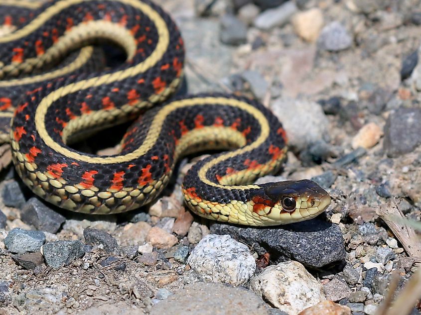 A common garter snake.