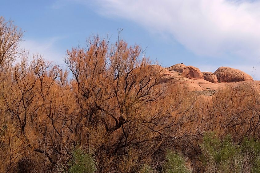 Tamarisk trees in the western U.S. wilderness. Via Shutterstock / A John Russell