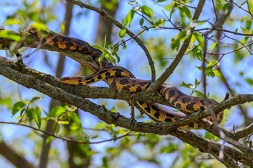 Eastern foxsnake (pantherophis vulpinus) 