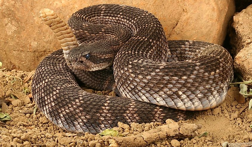 Portrait of a Southern Pacific Rattlesnake.