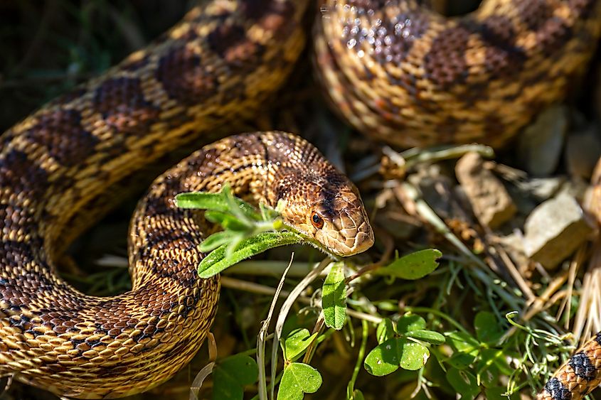 A gopher snake in the wild.