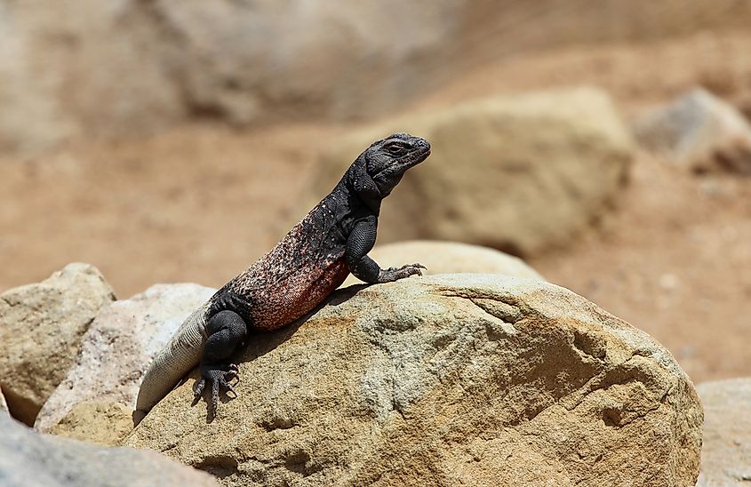 What Animals Live In Death Valley Worldatlas