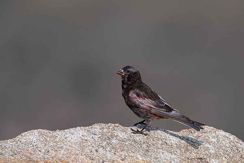 Black rosy-finch sitting on a rock