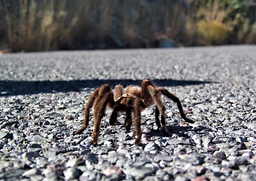 A Western desert tarantula