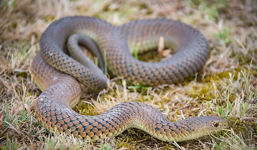 Copperhead snake in Tasmania, Australia