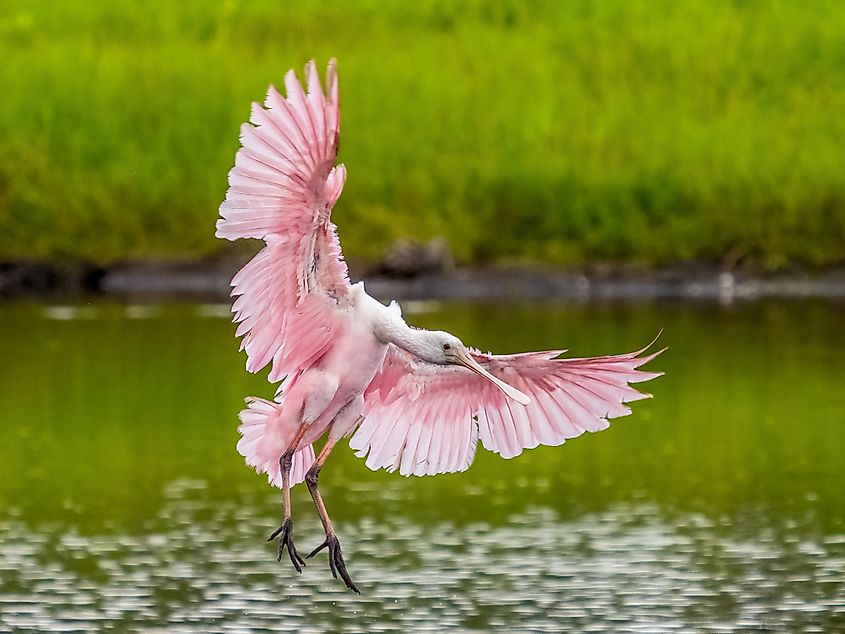  Pink and White Roseate Spoonbill with wings spread coming in to land on water in Myakka River State Park in Sarasota Florida