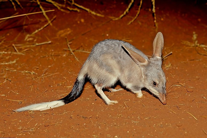 Bilbies burrow into the ground to escape the desert heat.