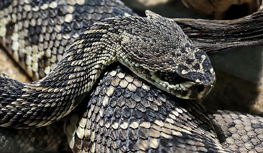 Eastern diamondback rattlesnake (Crotalus adamanteus), the most dangerous venomous snake in North America