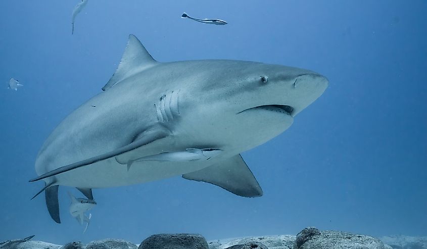 Bull shark swimming on the ocean floor.