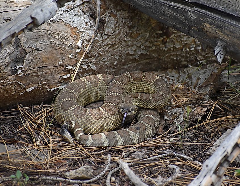 A coiled Northern Pacific Rattlesnake.
