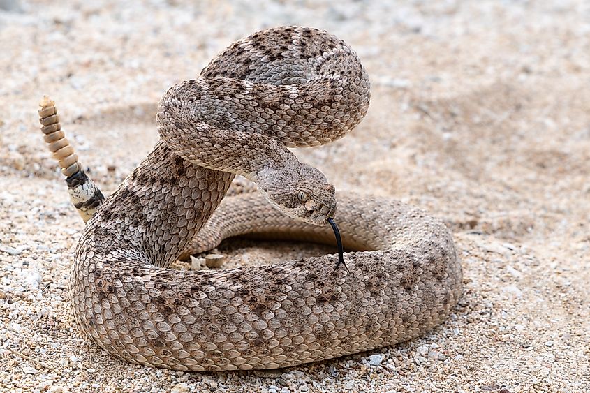 A western diamondback rattlesnake ready to strike