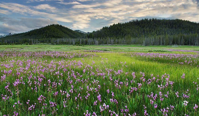 Shooting star wildflowers blooming in Elk Meadows, Salmon-Challis National Forest.