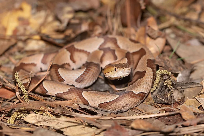 Copperheads are often found on land in river ecosystems.