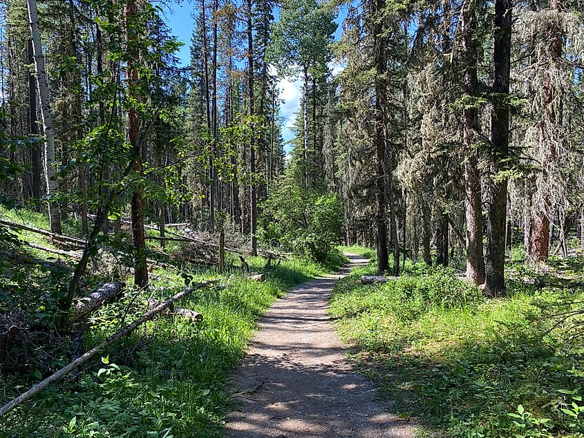 A gentle dirt trail cuts through a beautiful, sunny forest.