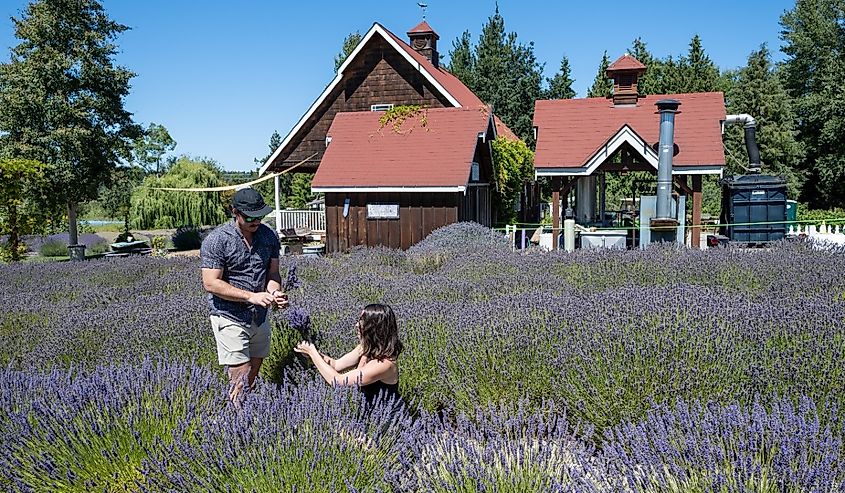 Young couple picks lavender flowers in fields on clear sunny summer day., Sequim, Washington.