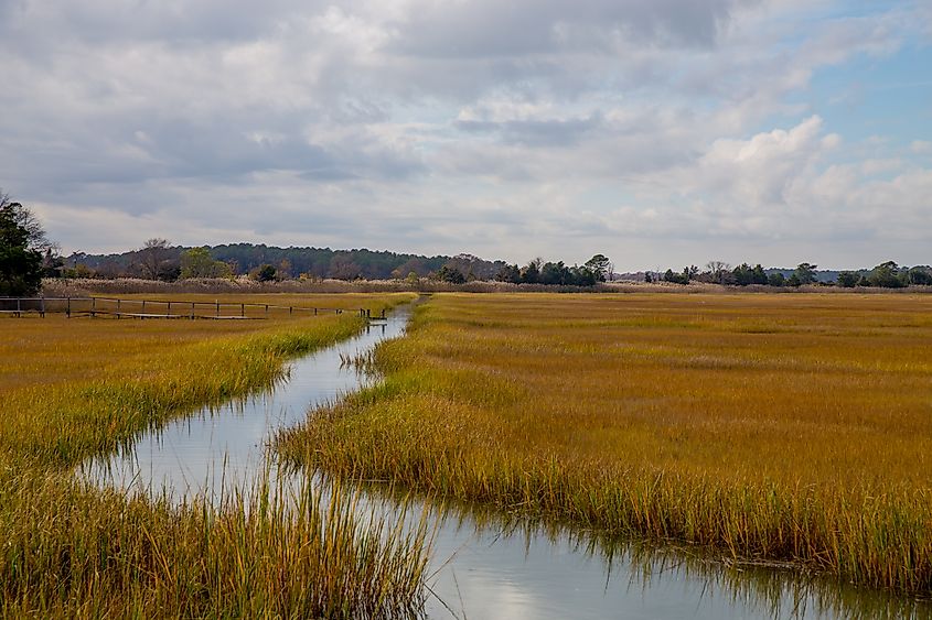 Salt marshes play a huge role in the local ecosystem.