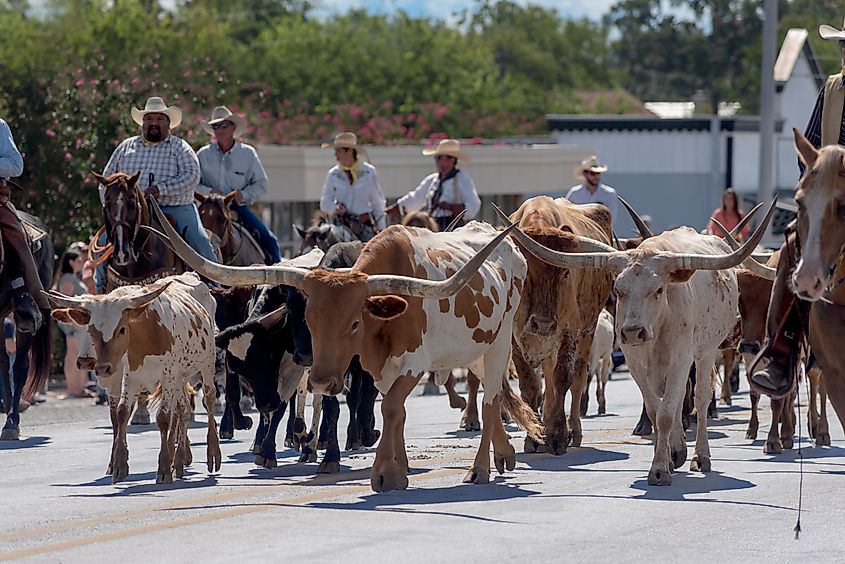 Bandera, Texas, Labor Day Parade with men and longhorns on a city street.